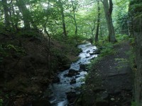 Brook