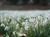 First flush of spring
