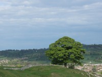 One tree standing